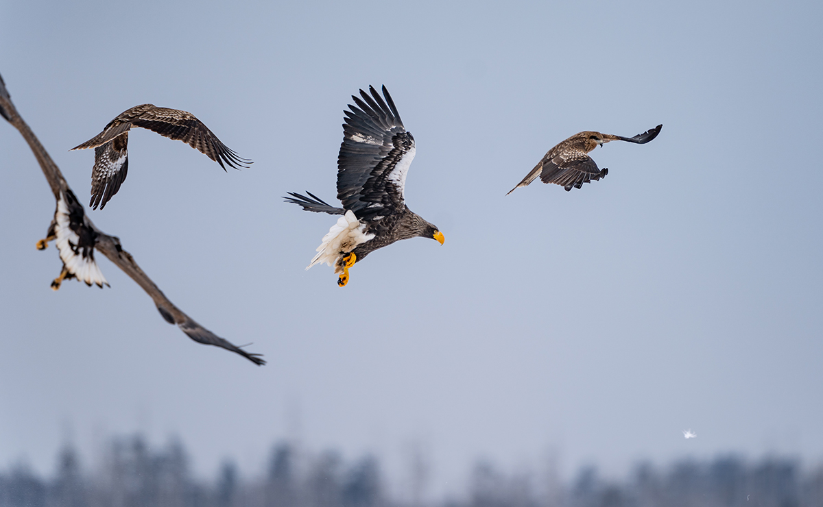風蓮湖　オジロワシ、オオワシ