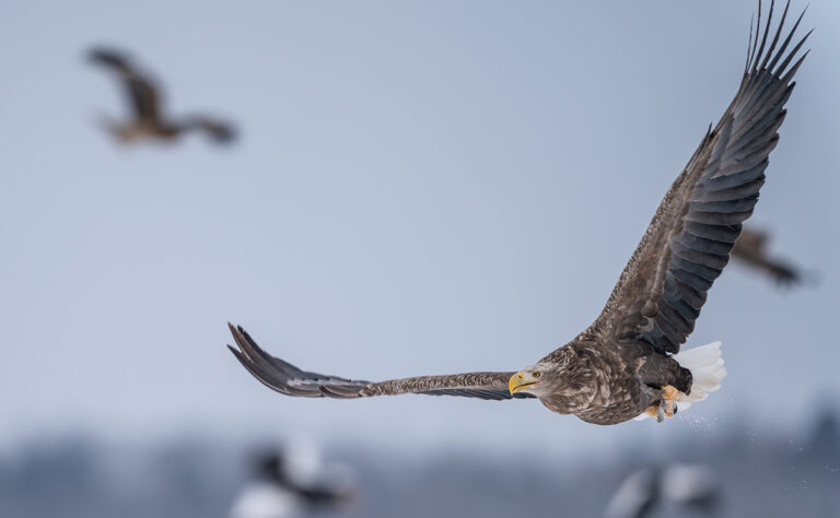 風蓮湖　オジロワシ、オオワシ