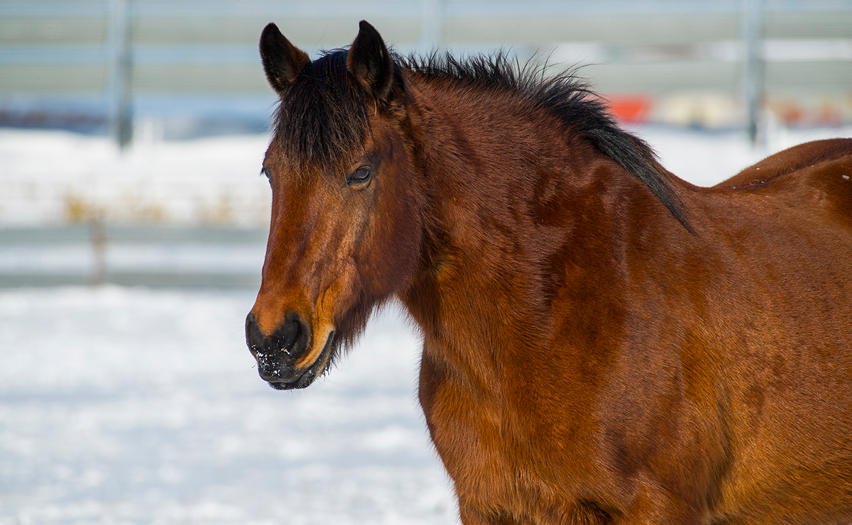 根室市　西和田