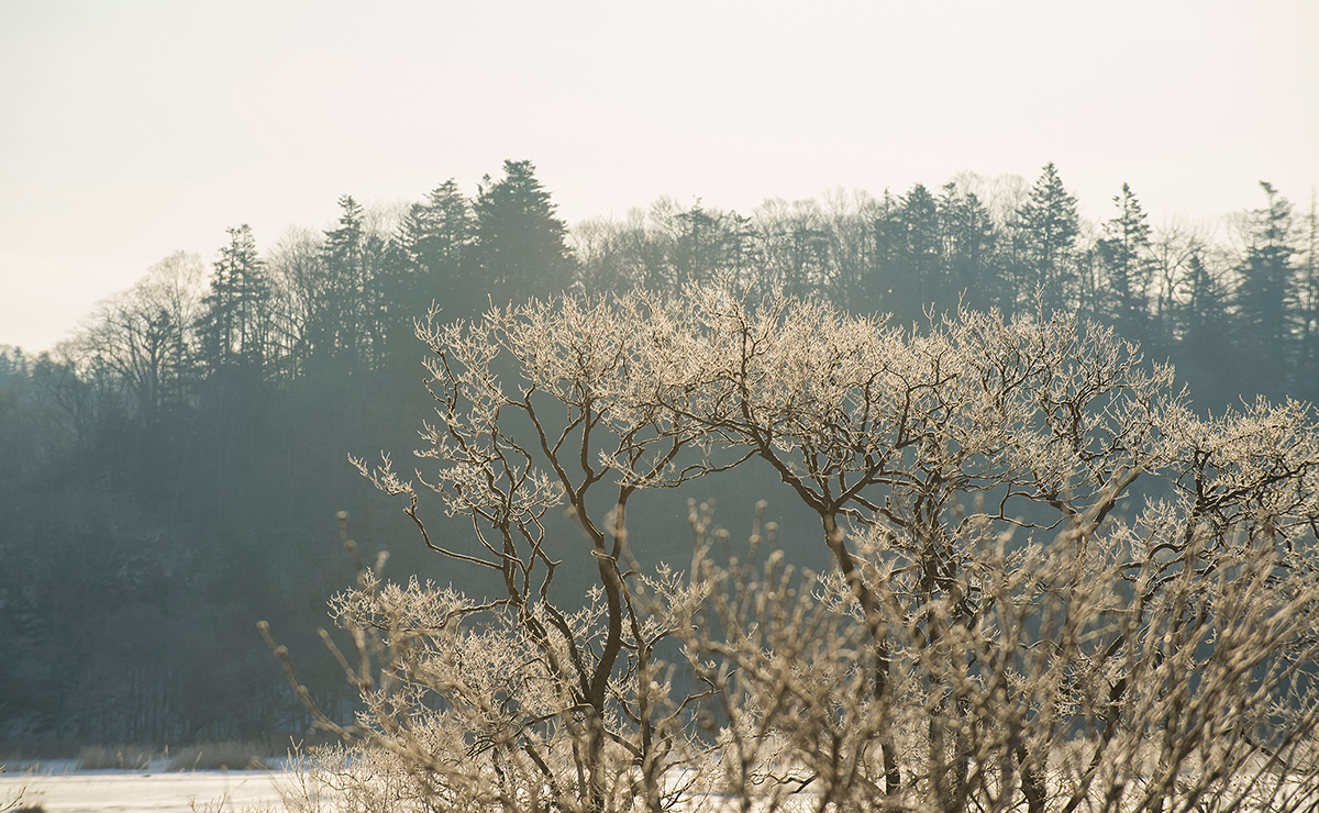 厚岸町　別寒辺牛湿原