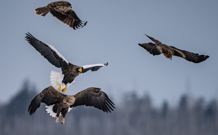 風蓮湖　オジロワシ、オオワシ