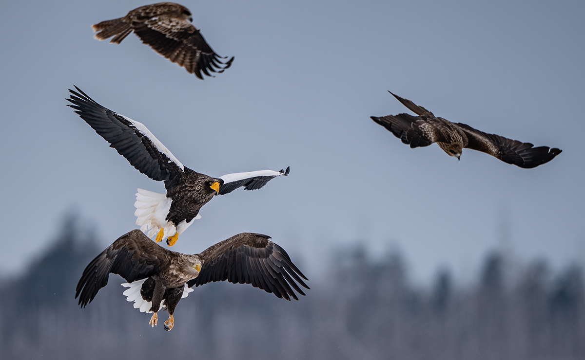 風蓮湖　オジロワシ、オオワシ