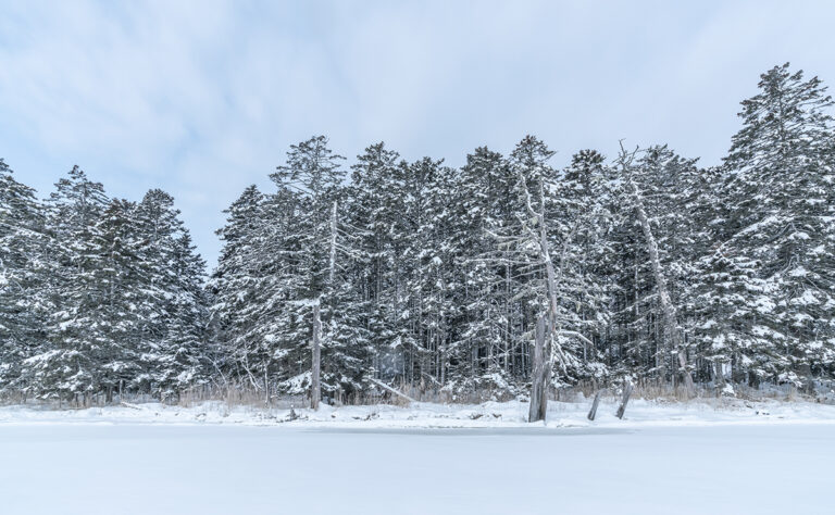 温根沼  立ち枯れの木々