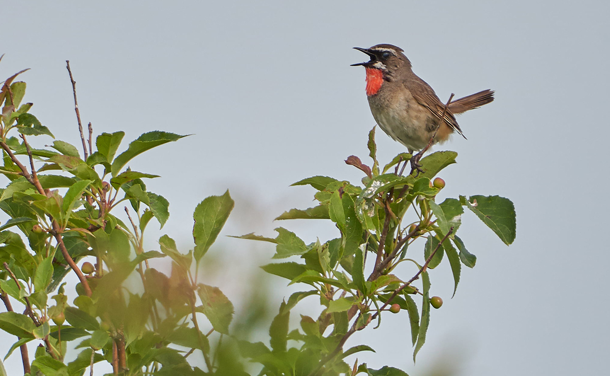 鳥のさえずりに耳を澄ませて。目指すは「野鳥の宝庫」。