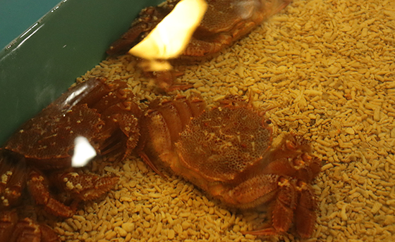 景色と、味と、体験と。冬だけの楽しみを見つけに。