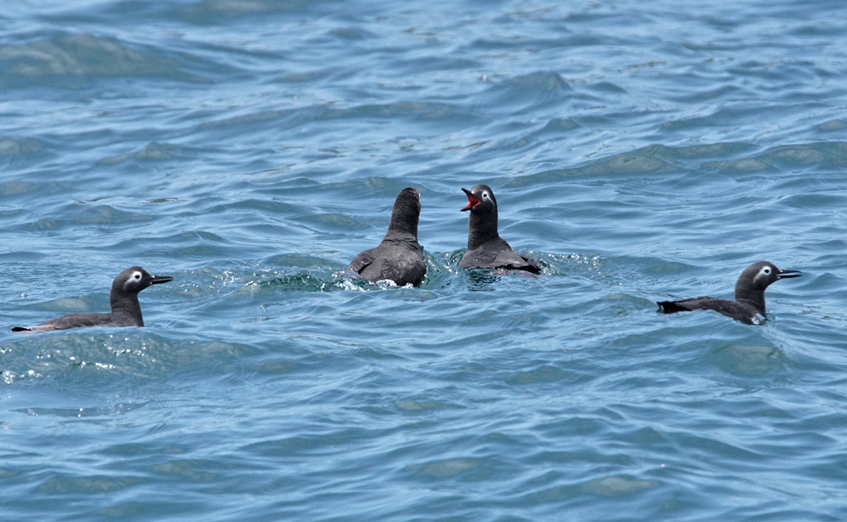 鳥のさえずりに耳を澄ませて。目指すは「野鳥の宝庫」。